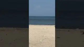 Shark or Dolphin? #shark #dolphin #beach #shorts