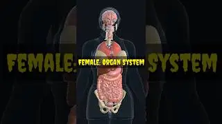 3D animation ! Female organ system ! #shorts #youtubeshorts