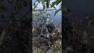 Black-winged kite birds in the nest #birds #blackwingedkite #beautifulanimals #nature