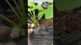 #farm #farming #garden #gardening #plantinginthegarde