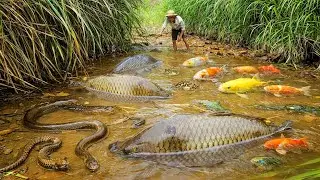 Epic Survival Catch in a Hidden Jungle Stream | Slippery Eels & Wild Snakes Found in Muddy Waters