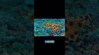 Did you know? The venom of the blue-ringed octopus can paralyze the human nervous system.