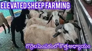 &ldquo;Why We Raised Our Sheep 8 Feet Above Ground!&rdquo; #sheepfarming #iFarm Park INDIA