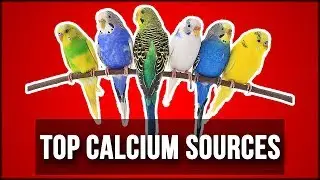 Top 3 Calcium Sources for Birds | Best Calcium for Pet Birds (Urdu/Hindi)