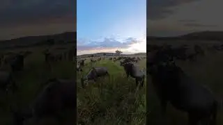 Nature&rsquo;s Rush Hour - No Horns, Just Hooves and Gnus  #serengetimigration
