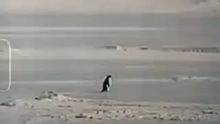 Nihilist Penguin motivational song lyrics - AJ Rapstar