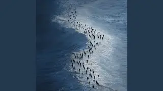 Human Tide