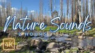 Cheerful Mountain Stream Sounds for Study and Meditation