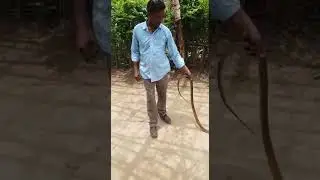 Bellampalli snake videos