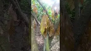 Ceratocystis cacaofunesta, causa la  enfermedad del mal de machete en el cacao #naturaleza