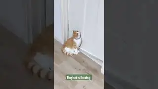 su gemoy uiiiii. .🤗🐾🐈#shorts #short #shortvideo #video #viral #fyp