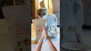 😻 Этот кот знает толк в жизни! 😻