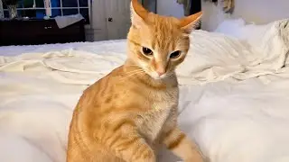 You Laugh, You Lose! 🤣 Funny Cat Videos 2025 😹 Part 84
