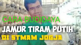 BUDIDAYA JAMUR TIRAM DI KUMBUNG BARU STMAM JOGJA