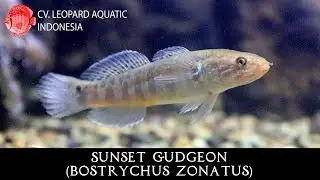 Sunset Gudgeon Bostrychus zonatus