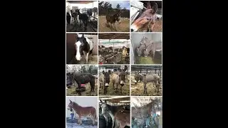 Equine Rescue Network - #TeamOlivia #RunforRescue