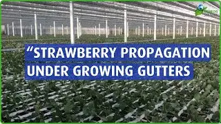 Strawberry Propagation Field - growing techniques for strawberries