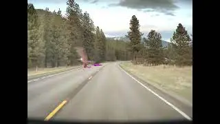 Bird Near Miss 25 04 09