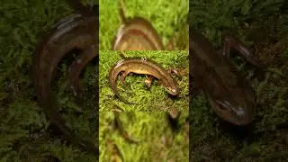 WILD SALAMANDER SECRETS: Purple-Striped Newts EXPOSED!