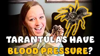 Why this Curly Hair tarantula matters to veterinary science