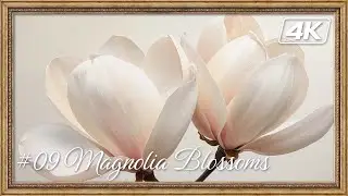 Timeless Florals #10 | Magnolia Blossoms (Oil Painting) | 4K Art Wallpaper | 2 Hours