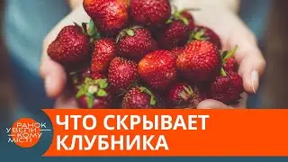 Витамины или нитраты? Как выбрать безопасную клубнику &mdash; ICTV