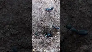 Ants creating their habitat