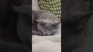 Have a good night&rsquo;s sleep folks 🛌#lifewithcats