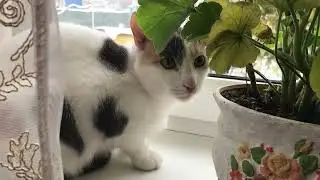  Ранок у селі❄️домашня рутина🐰🐔
