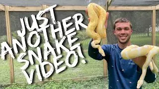 Nonvenomous Snake Room Tour 2021 | Primitive Predators