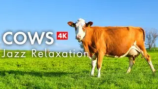 Relaxing Jazz Music with Cows