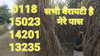 0118,15023,14201or 13235 वैरायटी में से सबसे अच्छी कौन सी है किसान ने बताया