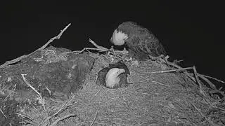 Thunder Comes Home Late, Akecheta Gives Her An Earful 2-18-21 West End Eagles Explore.org