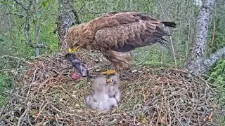 Big chick again bonk little chick during feeding | Väike-konnakotkas | Lesser Spotted Eagle | Jun 18