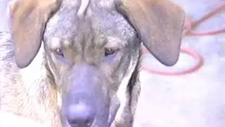 Puppies & Our Backyard (Tape 007)