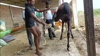 Rani ke pairo me naal lg rhi h 