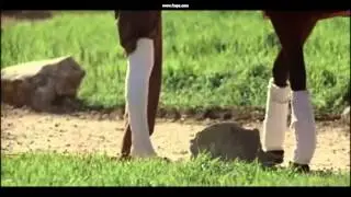 Seabiscuit-Impossible