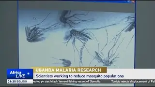 Ugandan scientists test gene-drive to cut mosquito populations