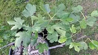 Early Season Look at Peter's Honey Fig Tree: Zone 5a Close-Up - 5/25/24 #figs #figtree #gardening