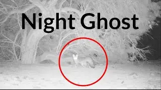 Blanford's fox hunting by camera trap