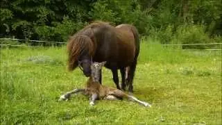 Naissance de Dryade du Petit Gué