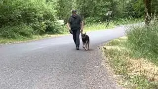 Niko leash training part 3 synchronization