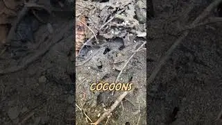 Ant pupae (What is under the rock?)