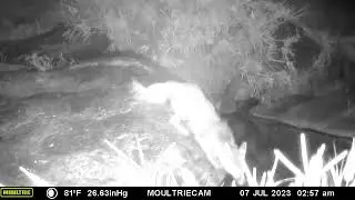 Thirsty Gray Fox in Tucson, AZ 