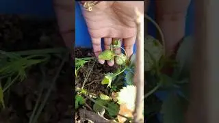 #strawberry health  plants  🍓grow  #viralvideo #shorts