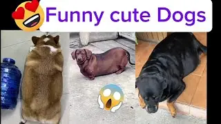 Cute Fat Dogs Compilation 🐶 | Funny & Chubby Pets Moments