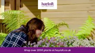 Shop over 2000 plants at hayloft.co.uk