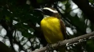 Megarynchus pitangua, Boat billed Flycatcher
