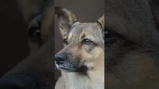 Вот почему собаки нас охраняют.