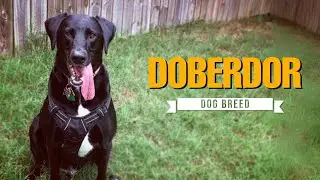 Doberdor: What to Expect from This Doberman-Labrador Mix 🐾 | Breed Guide